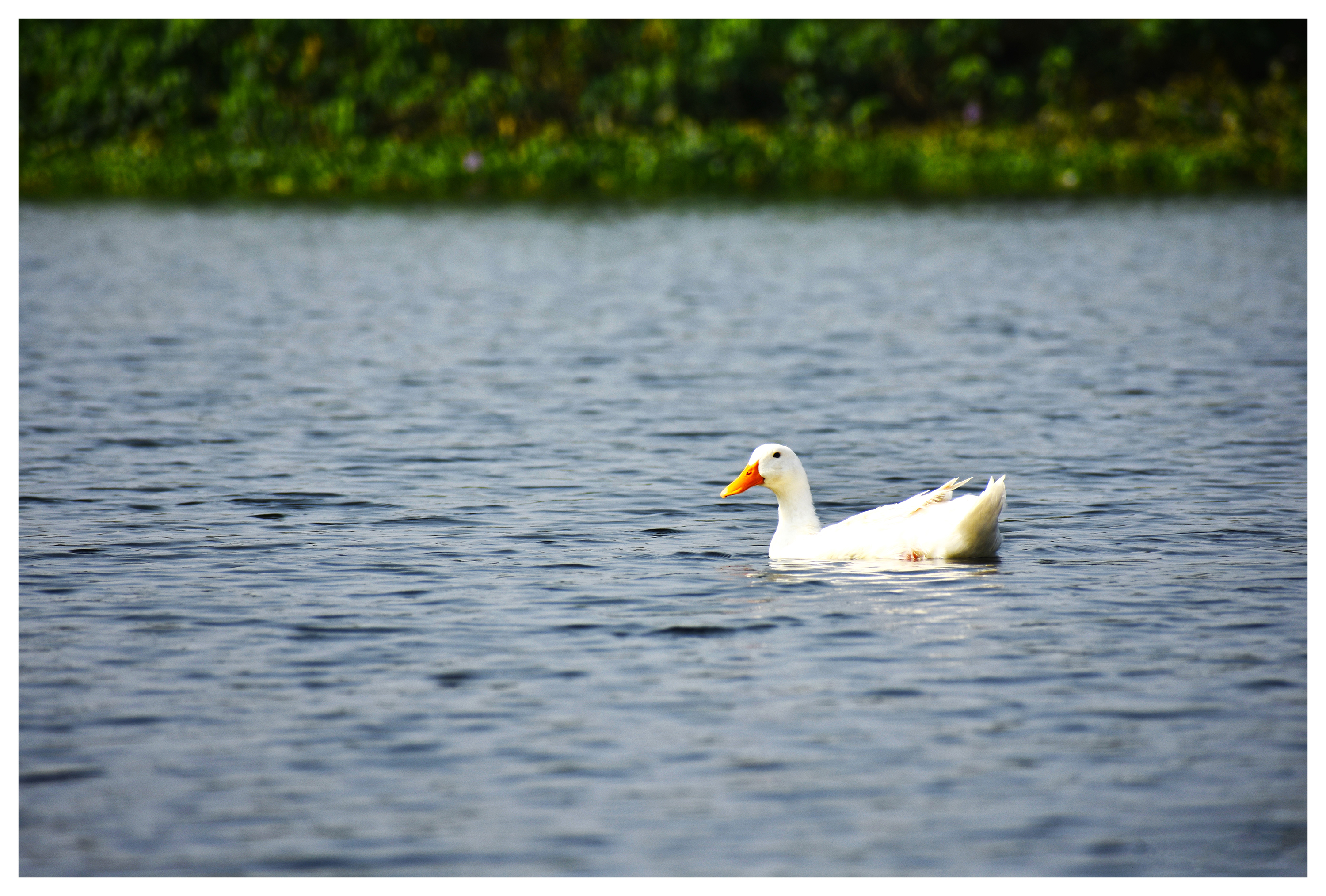 Life in Waste — Duck